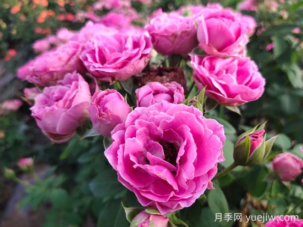 紫霧泡泡月季的優(yōu)缺點(diǎn)是什么？(圖1)