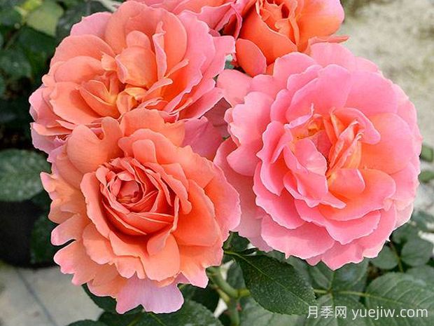 茜月季的優(yōu)缺點是什么？(圖1)