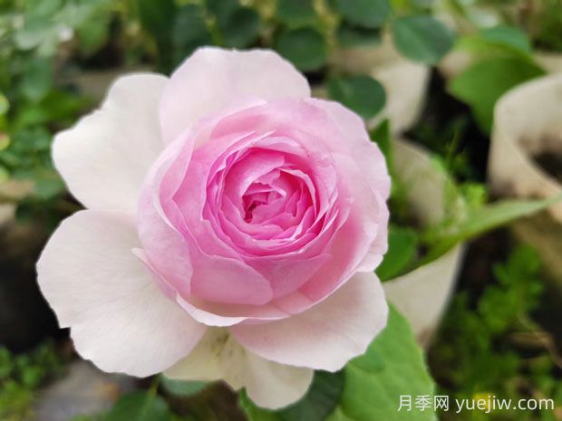 維薩里月季的優(yōu)缺點(diǎn)是什么？(圖1)