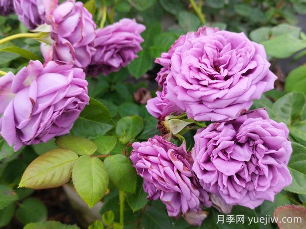 微藍月季的優(yōu)缺點是什么？(圖1)