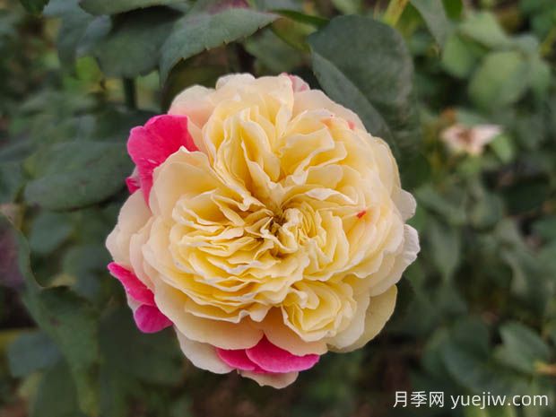 風(fēng)月月季的優(yōu)缺點(diǎn)是什么？(圖1)