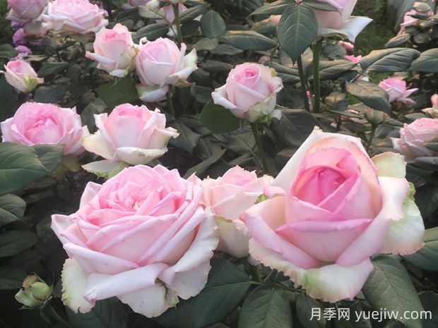 樂天派月季的優(yōu)缺點(diǎn)是什么？(圖1)