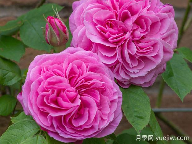 格特魯?shù)陆芑鶢栐录镜膬?yōu)缺點是什么？(圖1)