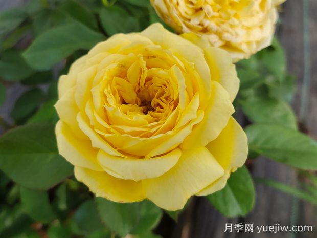 凱特琳娜月季的優(yōu)缺點(diǎn)是什么？(圖1)