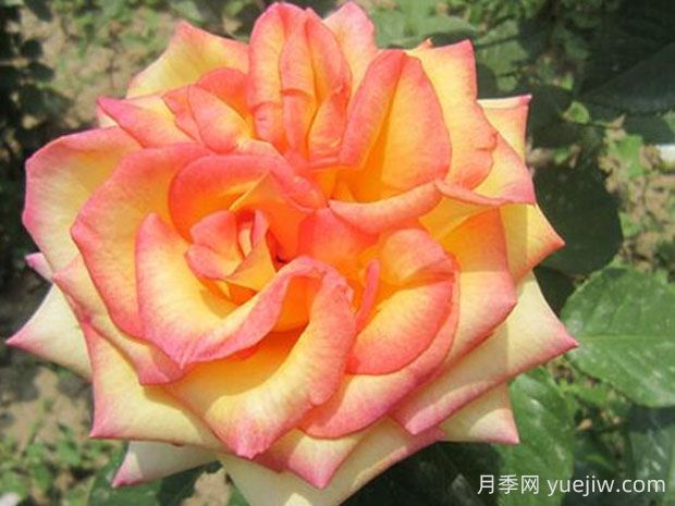 希臘之鄉(xiāng)月季的優(yōu)缺點(diǎn)是什么？(圖1)