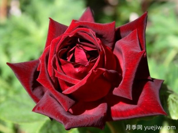 玫昂爸爸月季的優(yōu)缺點(diǎn)是什么？(圖1)