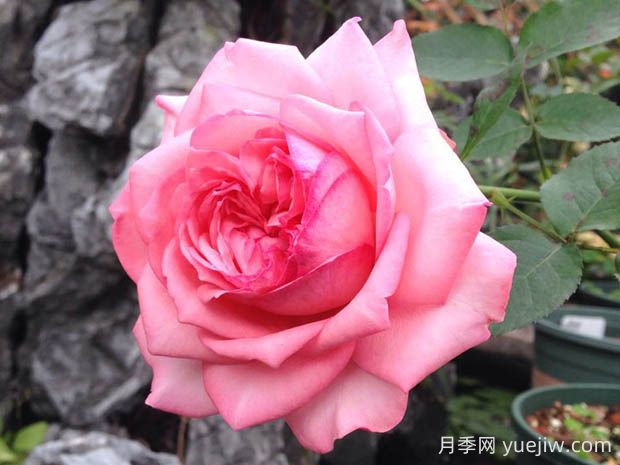 伊芙新娘月季的優(yōu)缺點(diǎn)是什么？(圖1)
