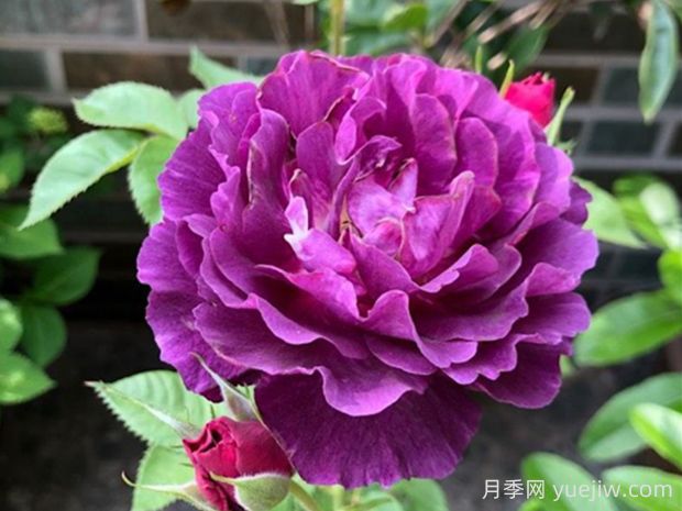 奧秘月季的優(yōu)缺點(diǎn)是什么？(圖1)