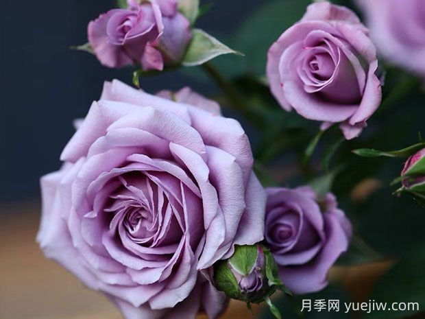 薰衣草女神月季的優(yōu)缺點(diǎn)是什么？(圖1)