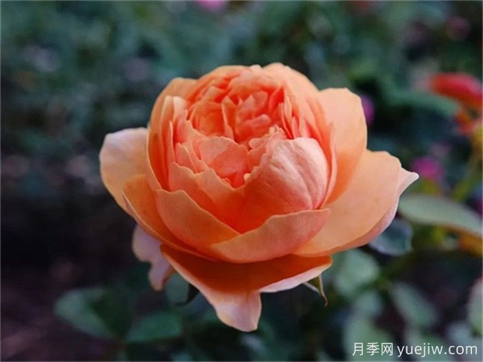 一見傾心的10種橙色系月季品種推薦，你養(yǎng)過幾個？(圖2)