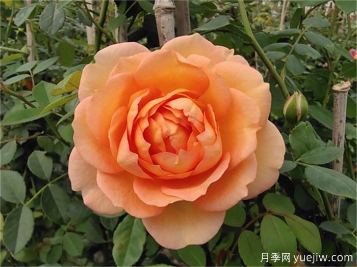 一見傾心的10種橙色系月季品種推薦，你養(yǎng)過幾個？(圖4)