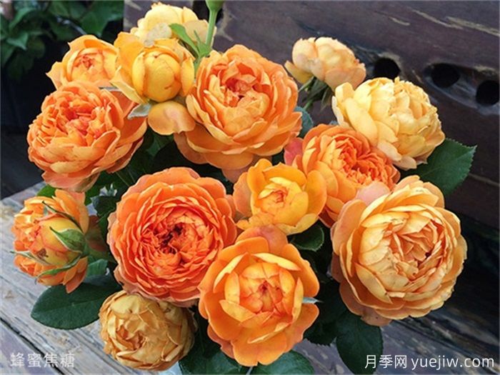 一見傾心的10種橙色系月季品種推薦，你養(yǎng)過幾個？(圖6)