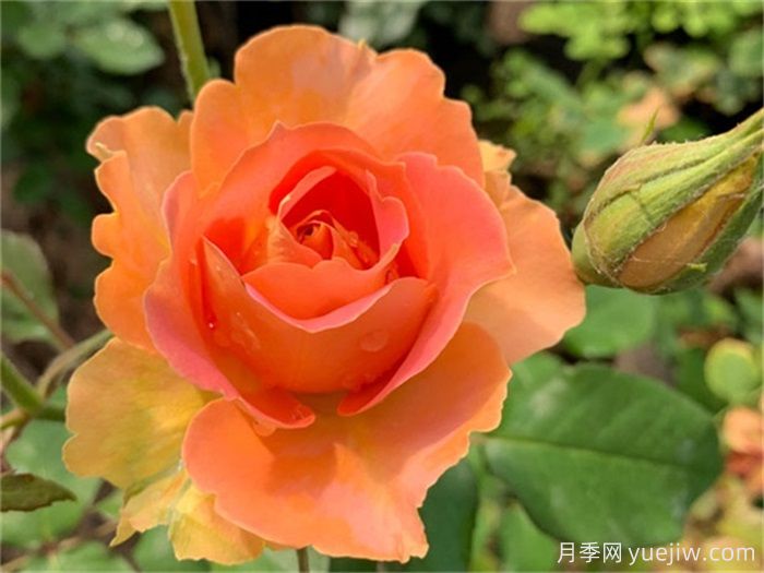 一見傾心的10種橙色系月季品種推薦，你養(yǎng)過幾個？(圖7)