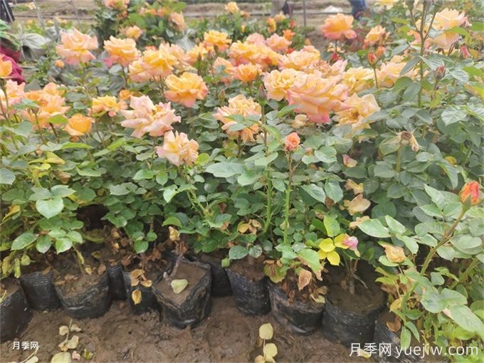 夏季管理盆花月季注意哪些？月季花有哪三大作用？(圖1)
