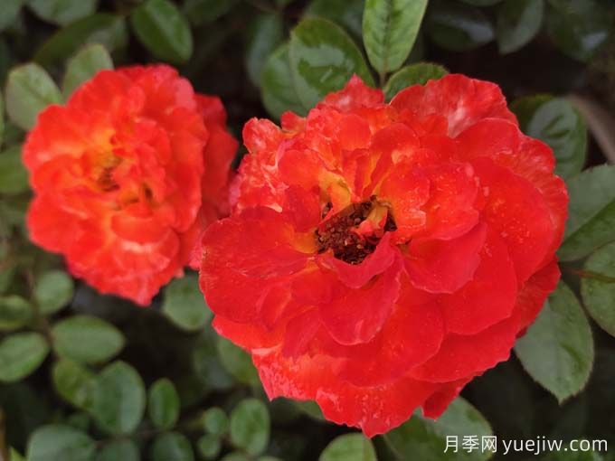 月季花的三大作用 南陽(yáng)月季樹(shù)嫁接方法(圖1)