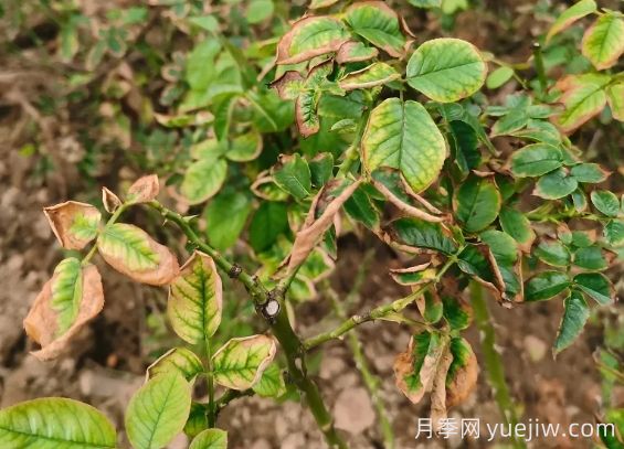 地栽月季大面積枯萎，到底是什么原因？(圖1)