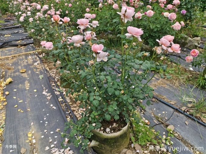 降溫了，月季筍芽要剪嗎？(圖2)
