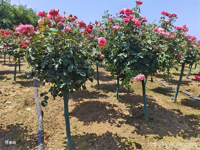 合肥樹狀月季花爆火！真相沒你想得那么簡(jiǎn)單！(圖2)