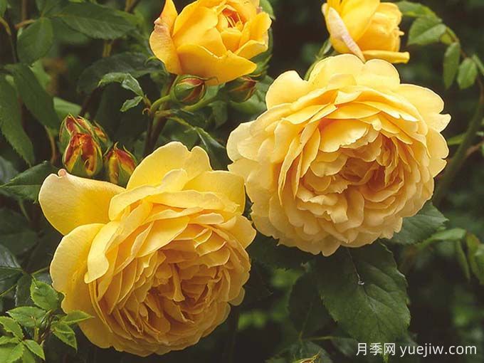 月季推薦，黃金慶典月季(圖2)