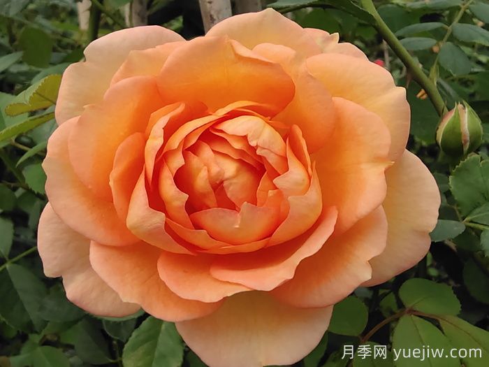 夏洛特夫人月季介紹及優(yōu)缺點?(圖1)