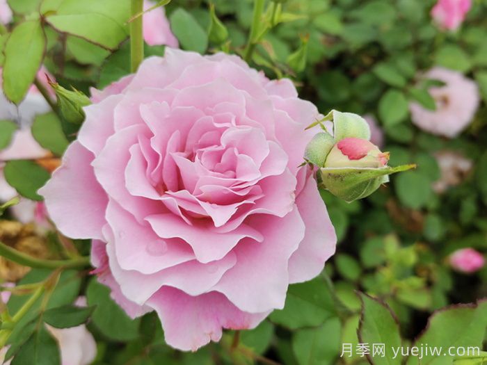 月季花不對(duì)版是什么意思？(圖1)