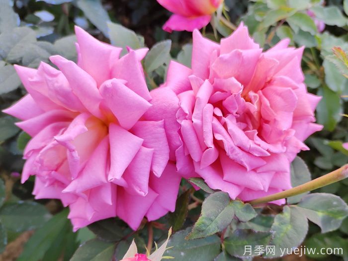 月季花開得丑是不對版嗎?？(圖1)