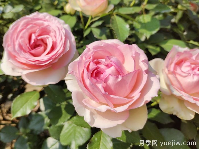 龍沙寶石月季一年能開幾次花？(圖1)
