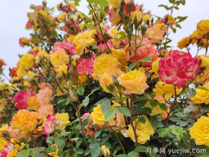 藤彩虹月季一年開幾次花？復(fù)花快嗎？(圖1)