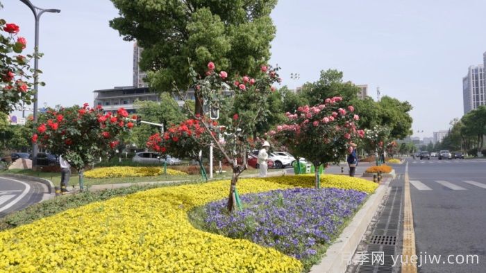 湖南寧鄉(xiāng)：萬(wàn)株月季齊綻放，扮靚城市生態(tài)新風(fēng)景(圖2)