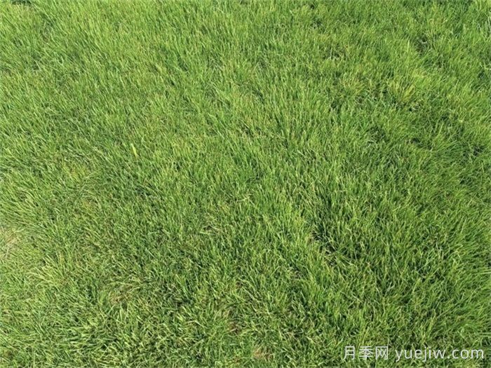 庭院草坪的日常精細(xì)化養(yǎng)護(hù)知識(圖1)