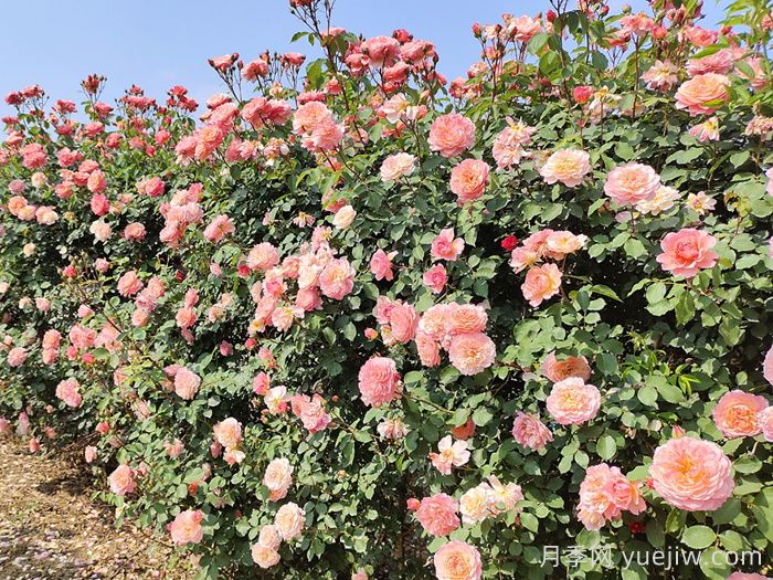 月季花枝垂頭打蔫，原來是莖蜂惹的禍(圖1)
