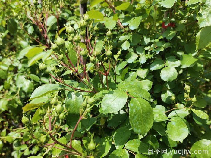 月季花苞期養(yǎng)護(hù)辦法(圖1)