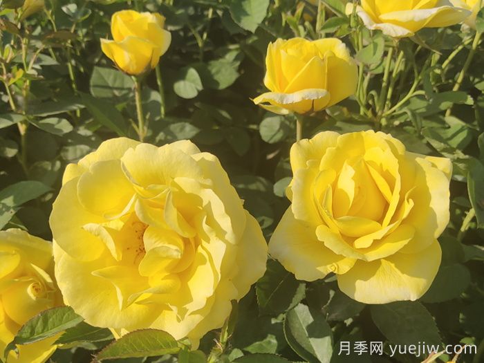 月季花在中國(guó)有哪些受歡迎的品種？(圖2)