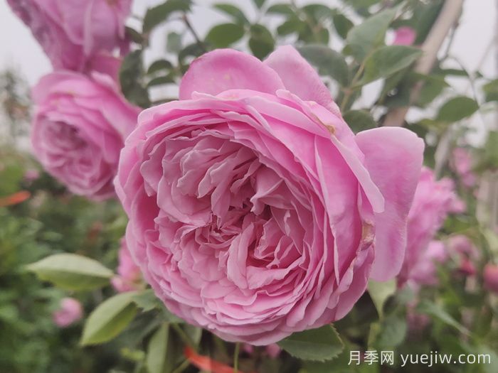 月季花在中國(guó)有哪些受歡迎的品種？(圖3)