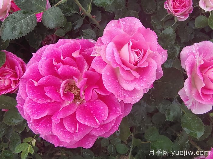月季花能抗多少度的低溫？(圖1)