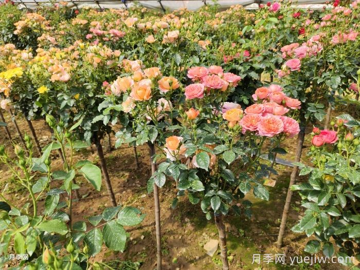 春天月季怎么管理開花多？(圖1)