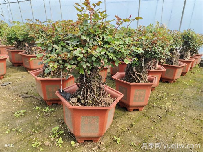 春天月季怎么管理開花多？(圖3)