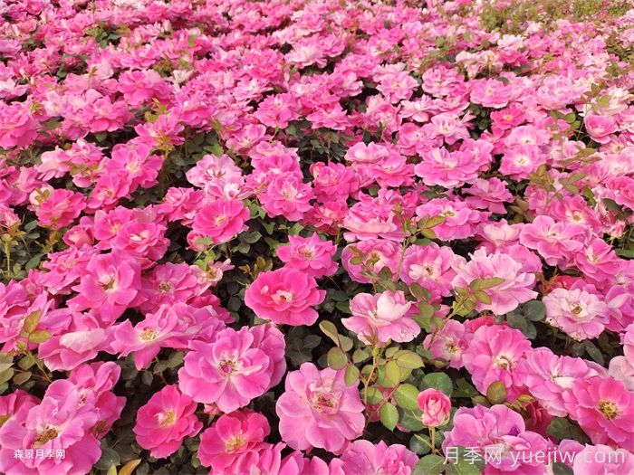 夏季月季幾天澆一次水？(圖1)