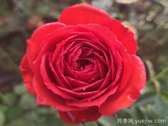 紅蘋果月季與紅色果汁月季有什么區(qū)別？(圖1)