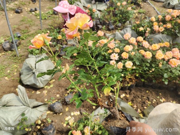 澳州黃金月季有什么優(yōu)點？值得入手嗎？(圖2)