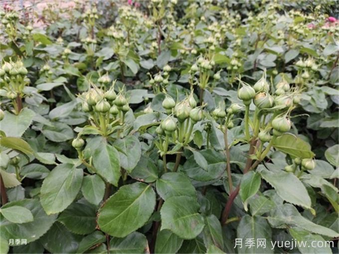 月季到了5月份還不開花是什么原因？(圖1)