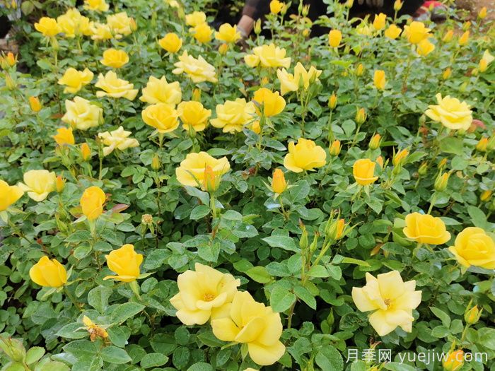 月季多開花的養(yǎng)護(hù)要點(圖2)