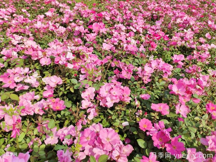 想要月季多開花、花質(zhì)好？學(xué)會這三點(diǎn)(圖2)