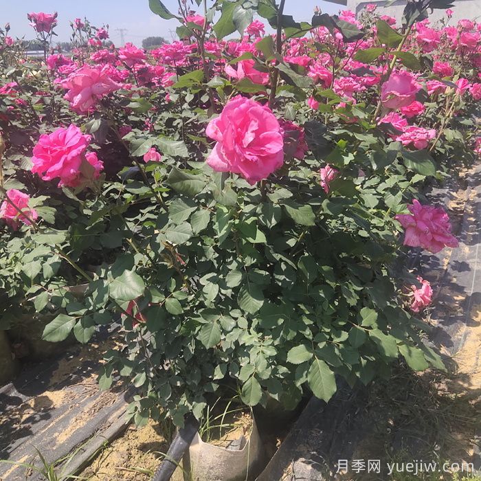 月季開完花，不同狀態(tài)和季節(jié)怎樣修剪？(圖1)
