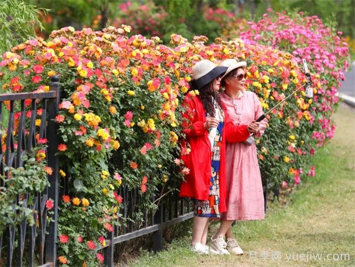 襄陽(yáng)月季：一起去看滿城月季花開(圖3)