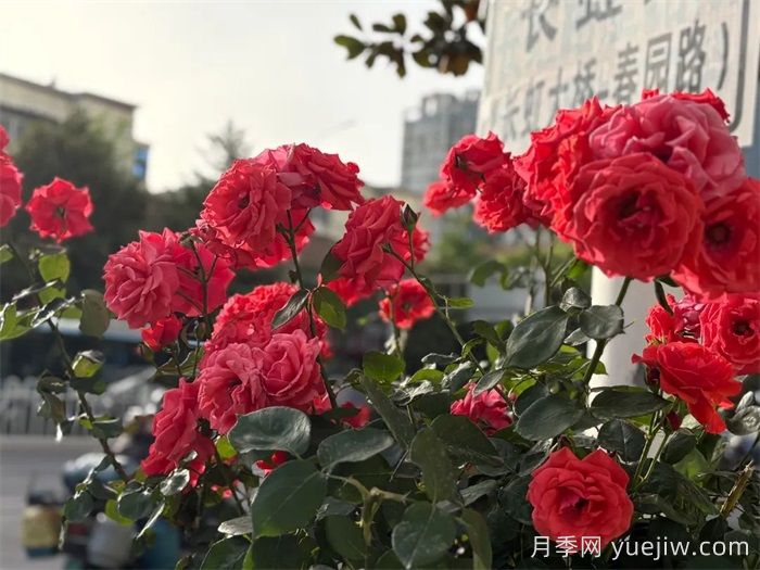 襄陽(yáng)月季：一起去看滿城月季花開(圖4)