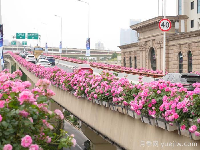 上海月季：申城月季全城開，賞月季地圖指南(圖1)
