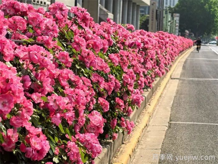 上海月季：申城月季全城開，賞月季地圖指南(圖7)