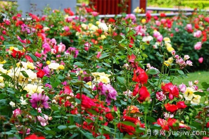 上海月季：申城月季全城開，賞月季地圖指南(圖5)