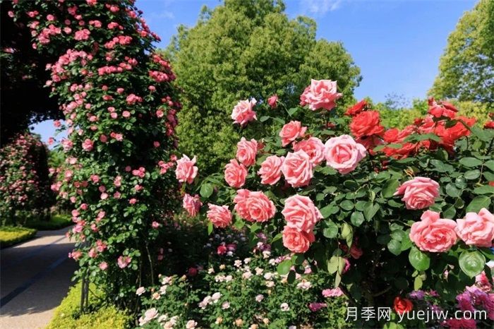 上海月季：申城月季全城開，賞月季地圖指南(圖6)